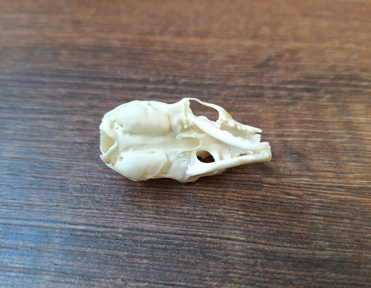 Stoat skull