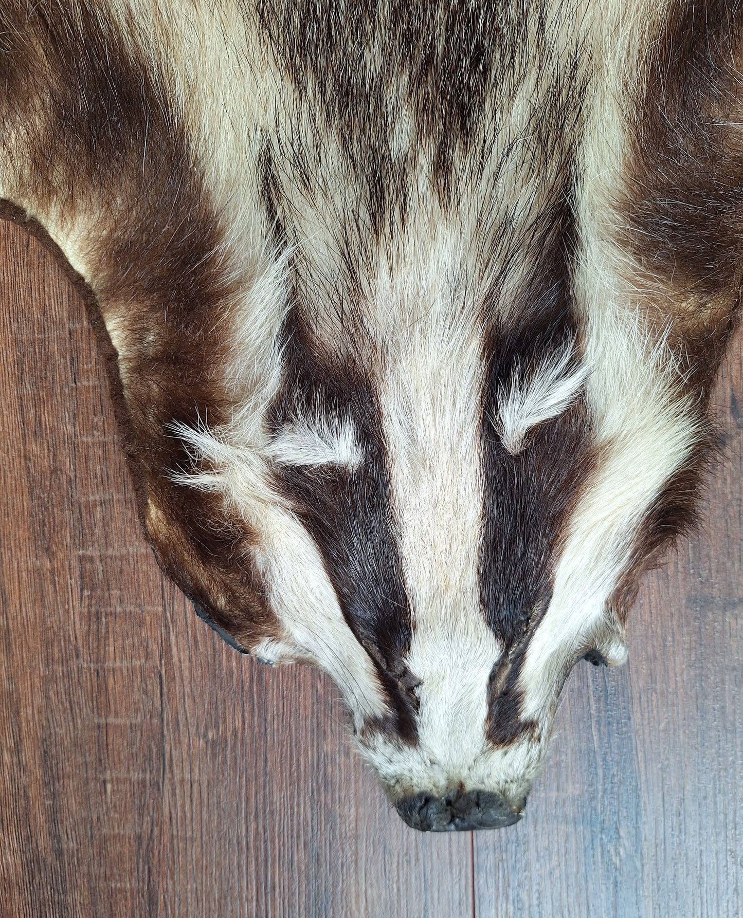 Badger hide #6