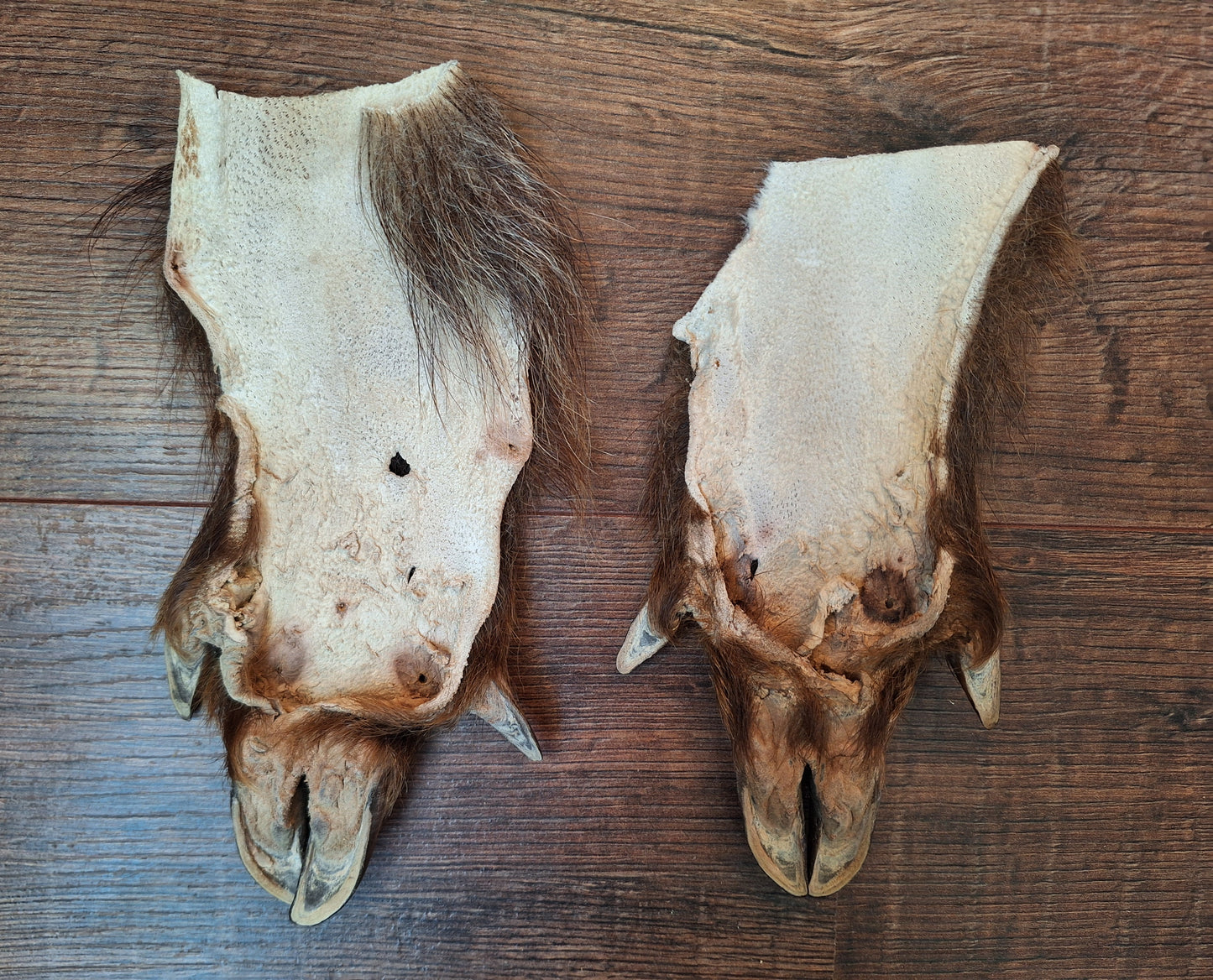 Wild boar lower leg hides