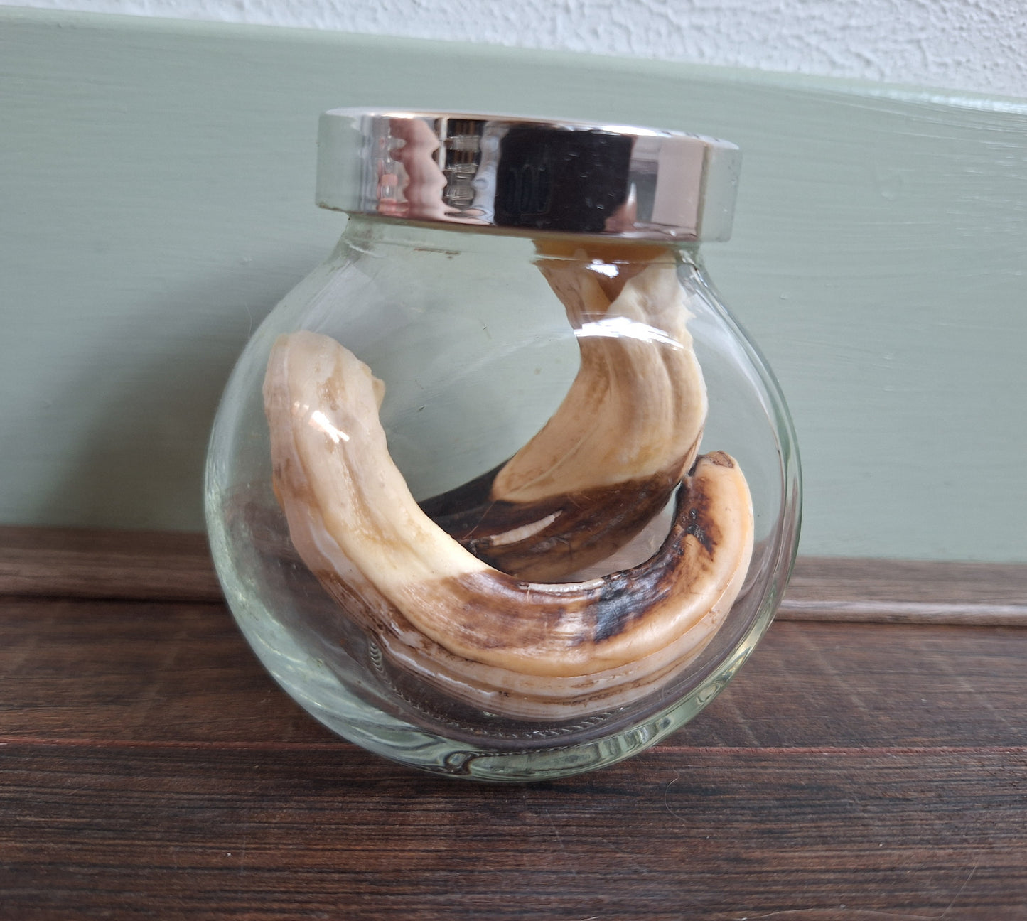 Wild boar upper jaw tusks in glass jar