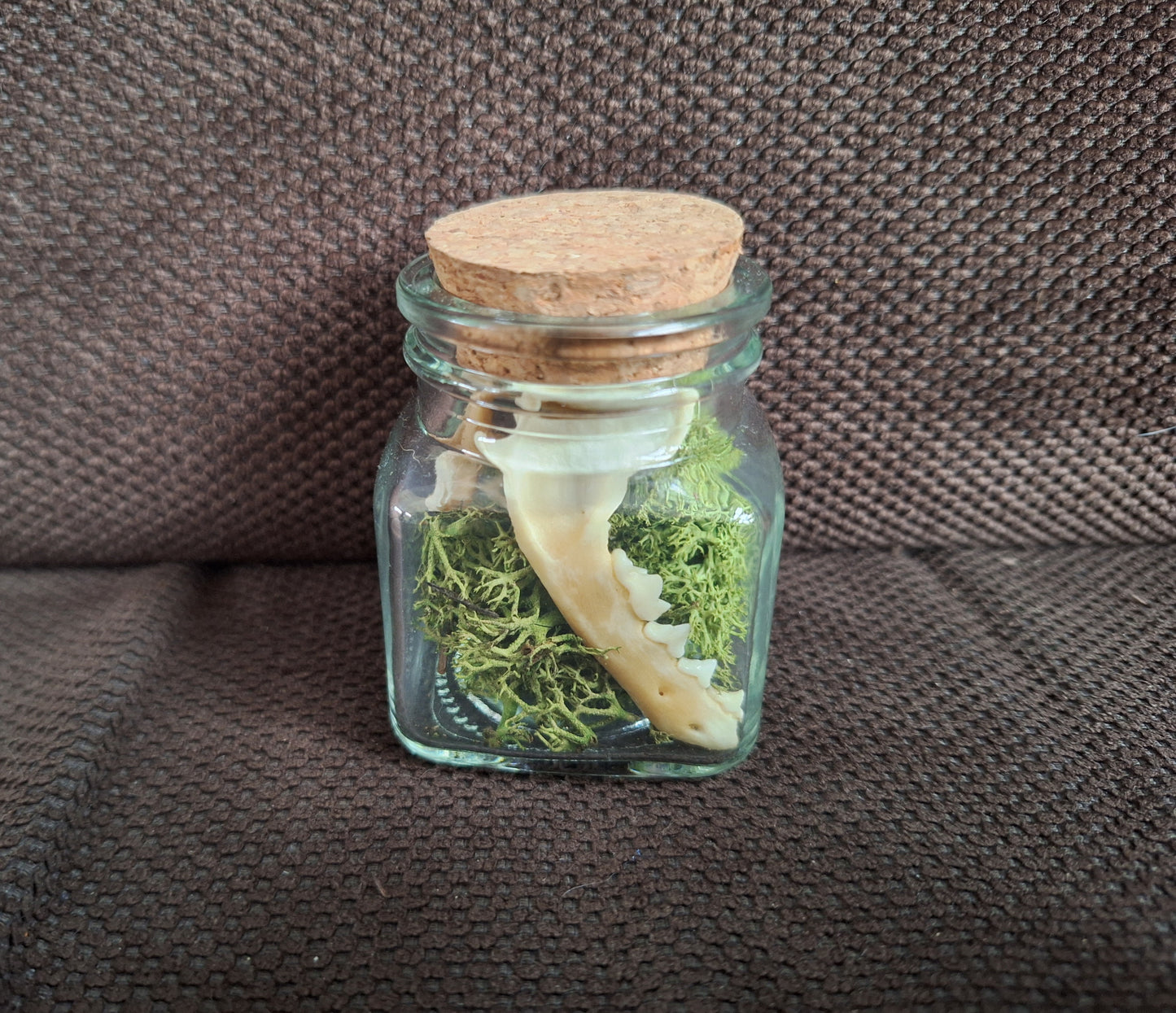 Ferret jaw bones in glass jar