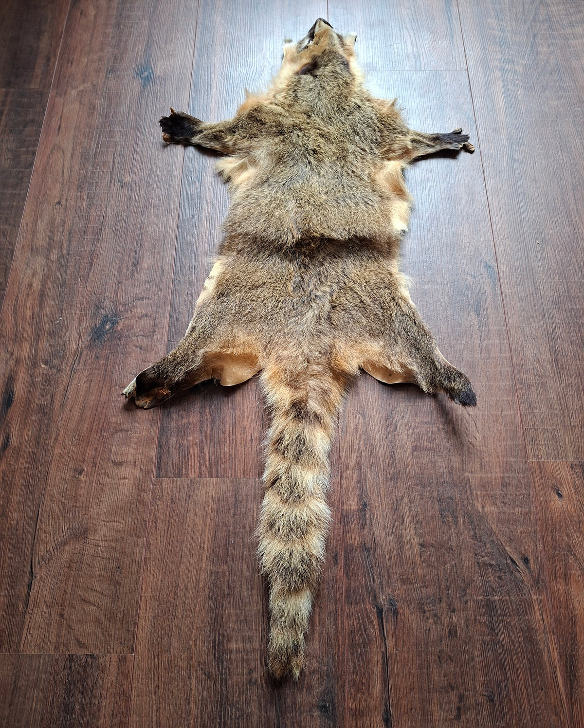 Coati hide
