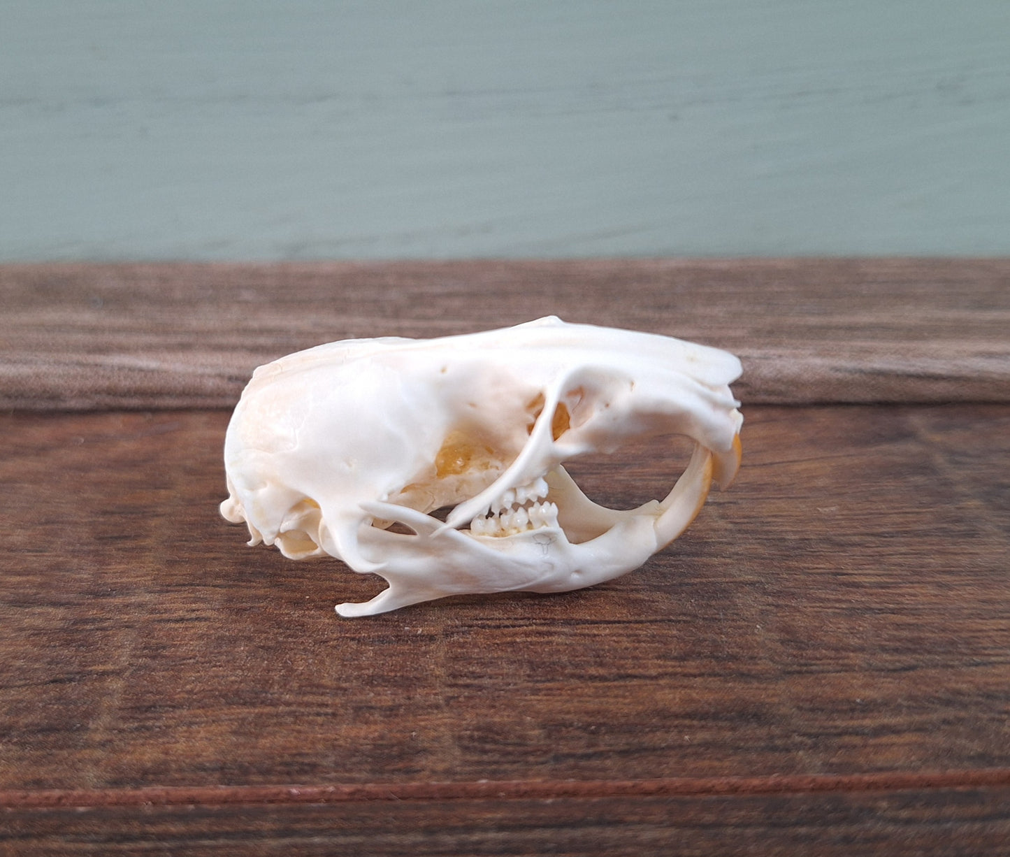 Gold hamster skull