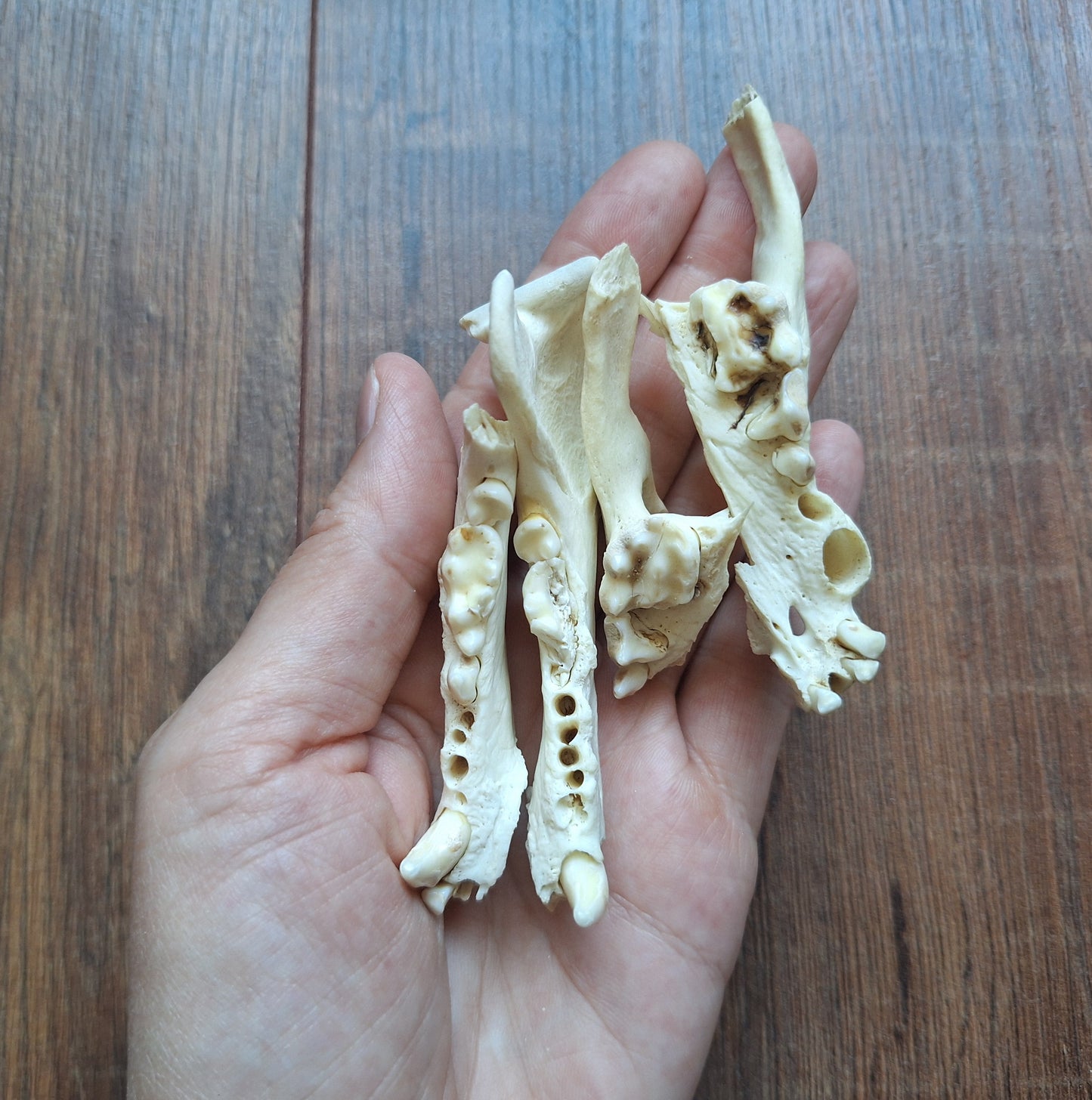 Badger jaw pieces, B-quality