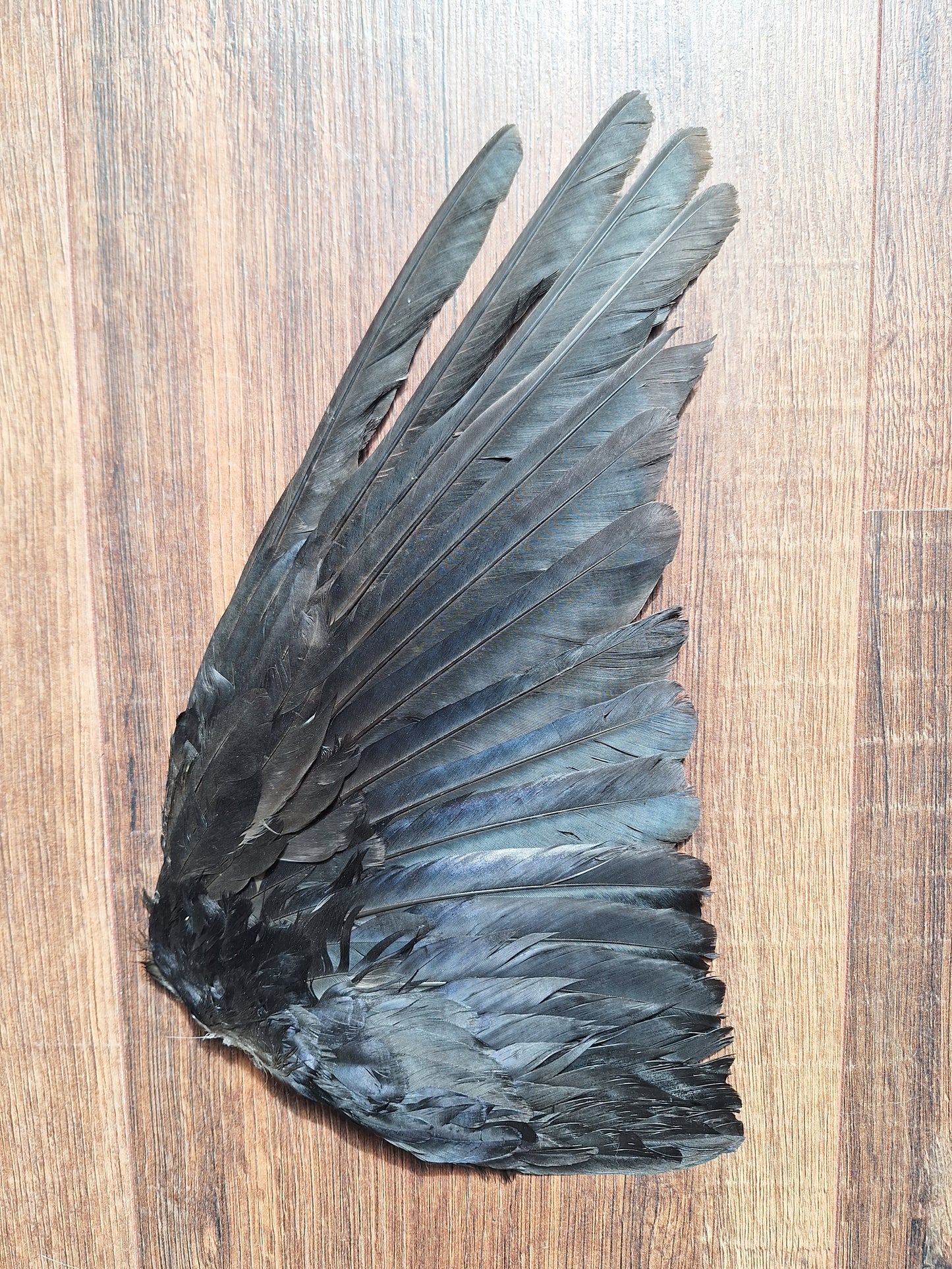 Crow single wing #53
