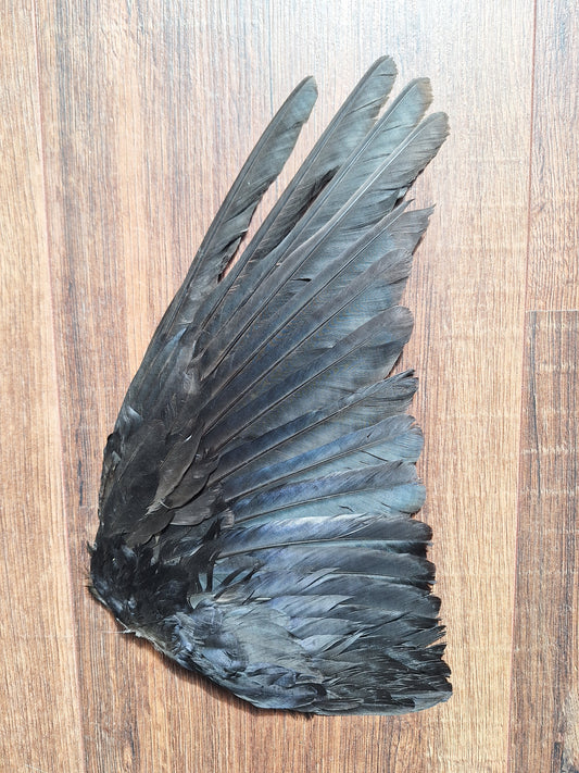 Crow single wing #53