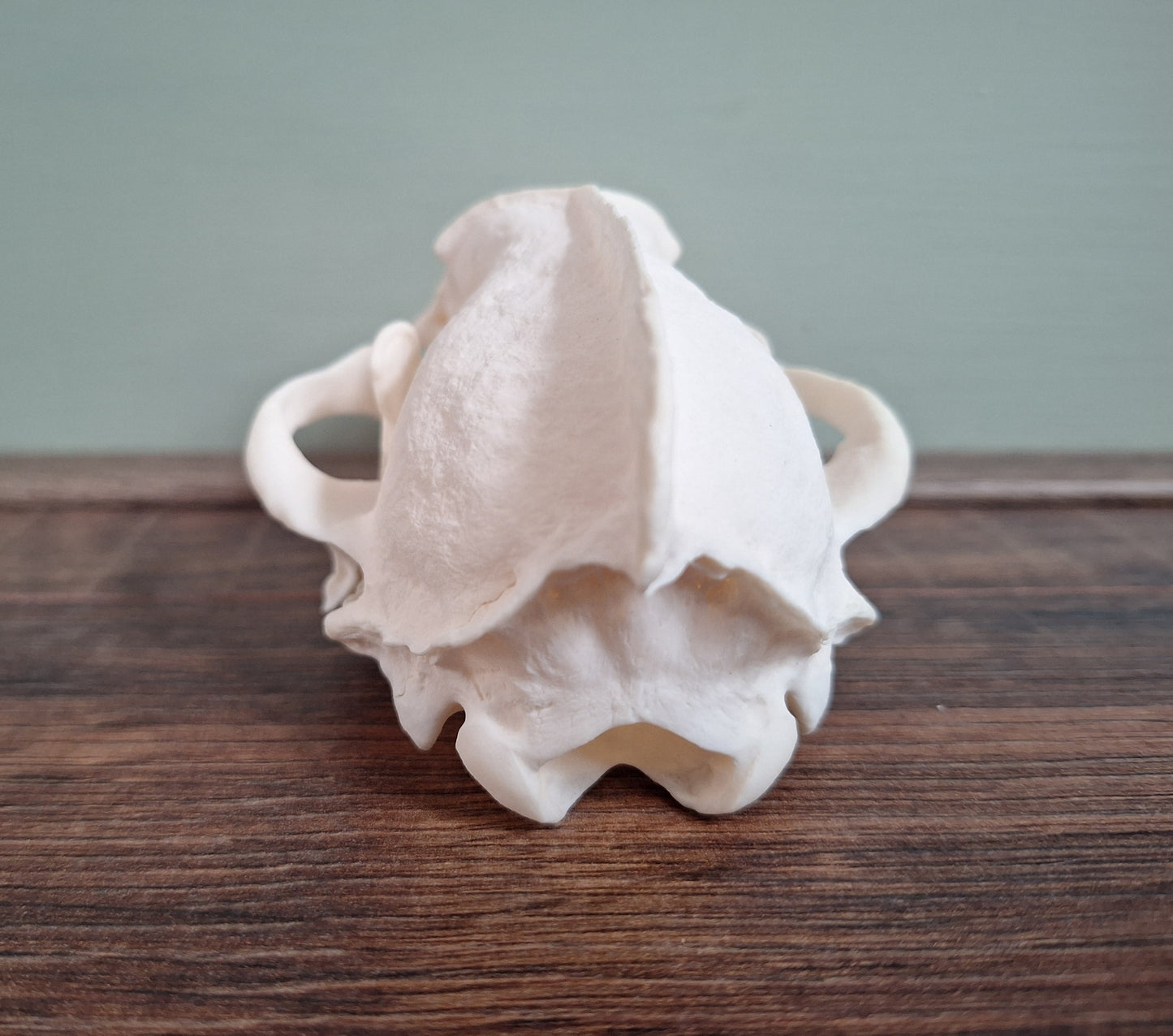 Badger skull #4, B-quality