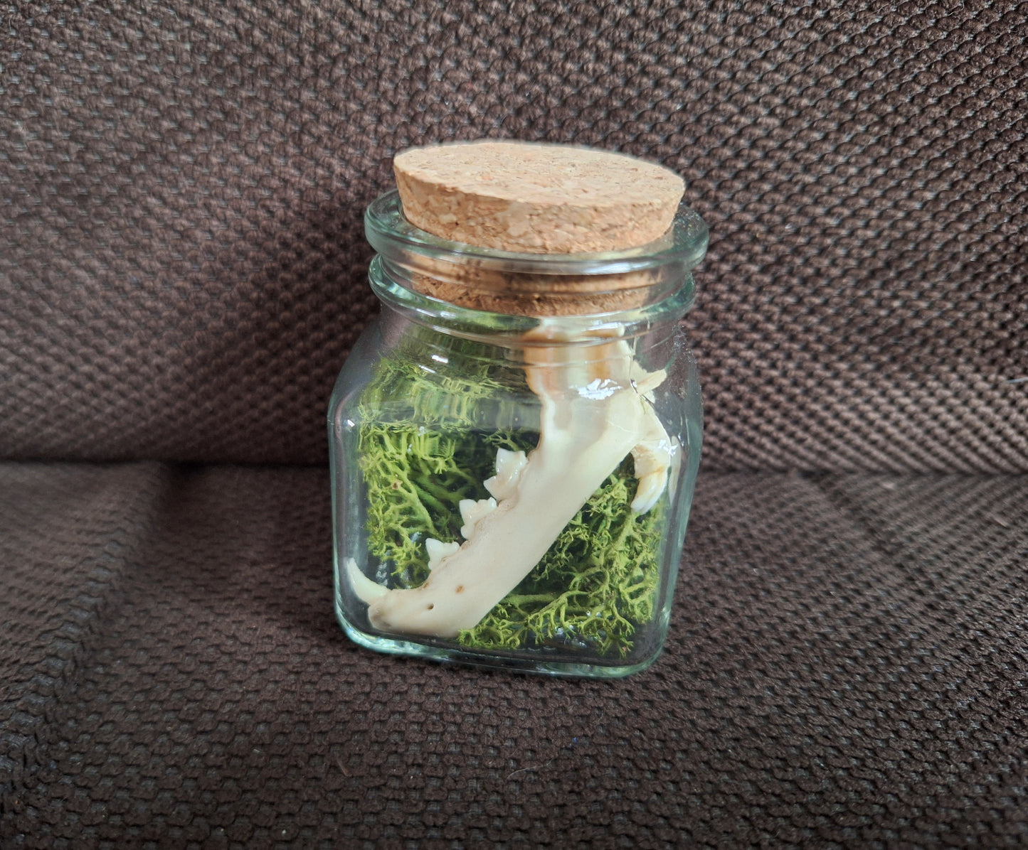 Ferret jaw bones in glass jar