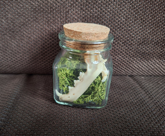 Ferret jaw bones in glass jar