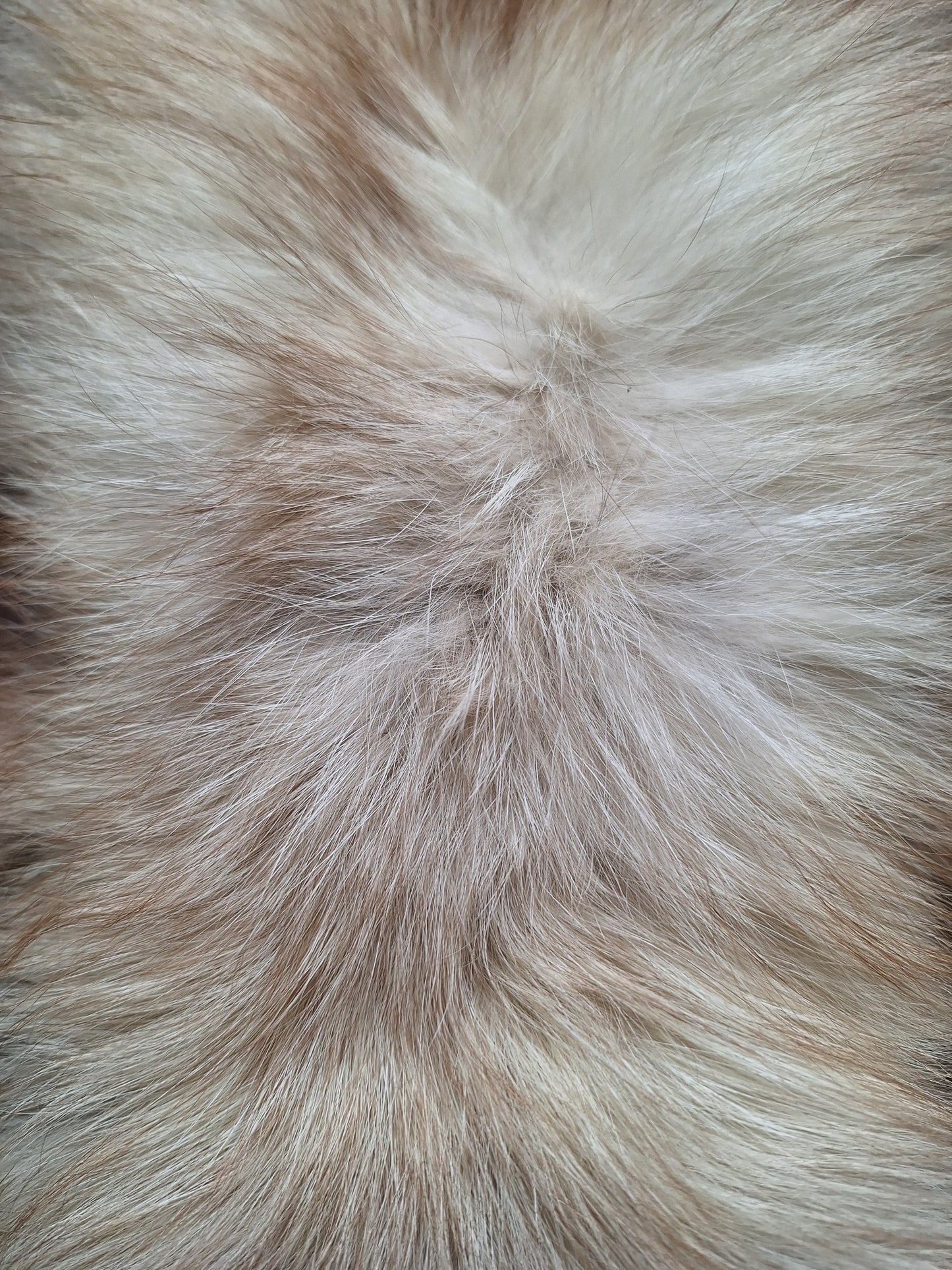 Red fox hide, light color mutation