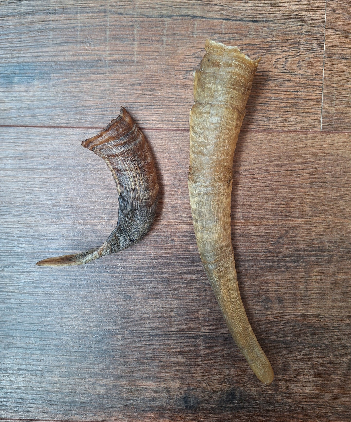 Sheep horns
