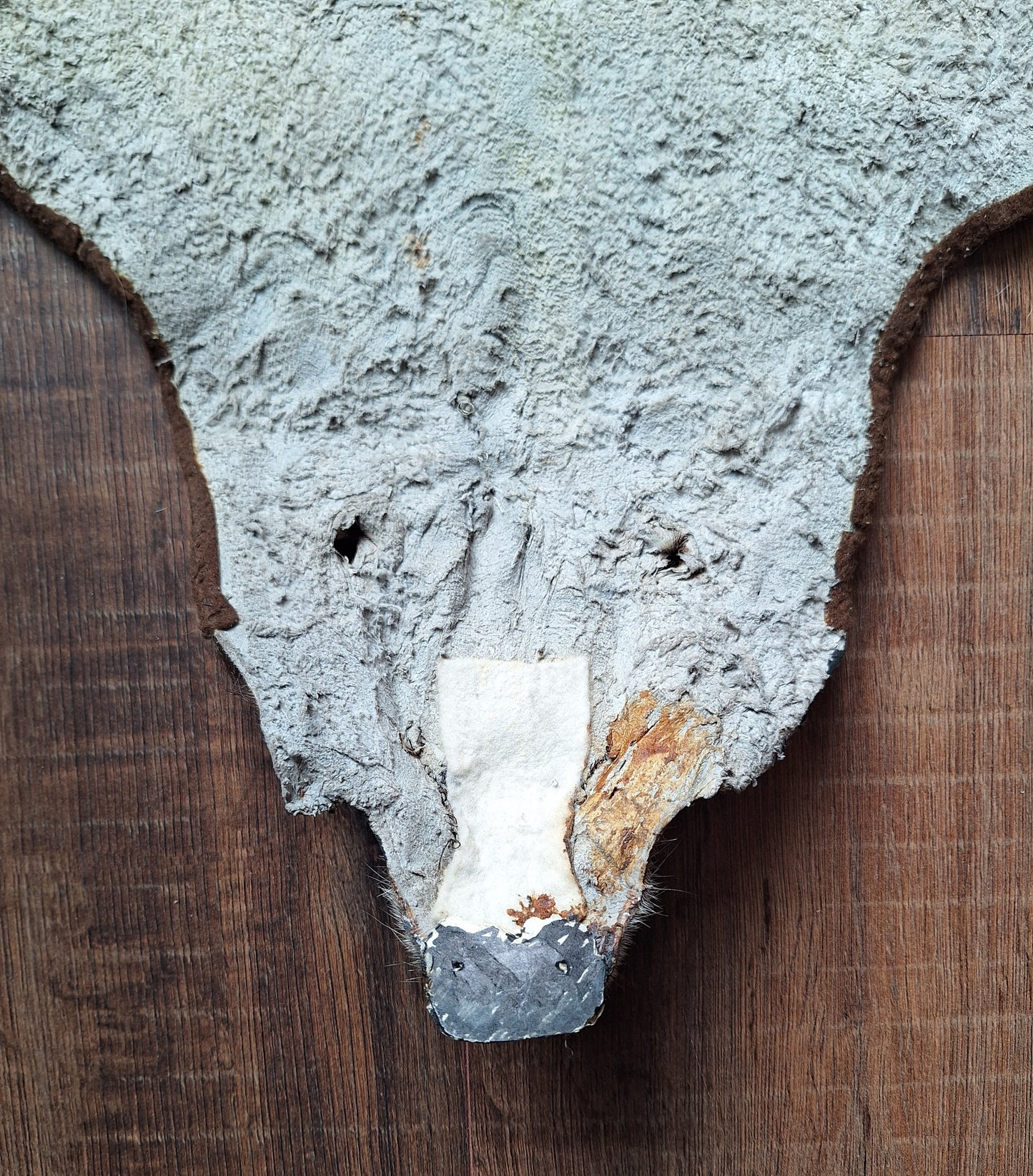 Badger hide #6