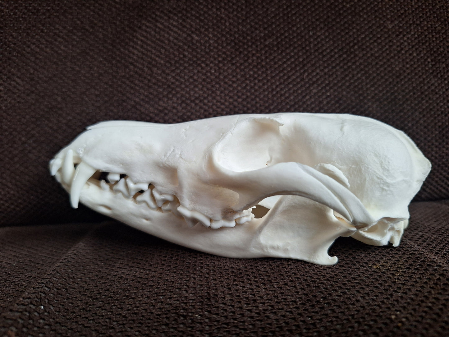 Fox skull #26