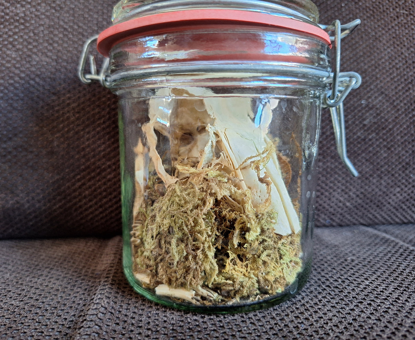 Rabbit skull, B-quality, in glass jar