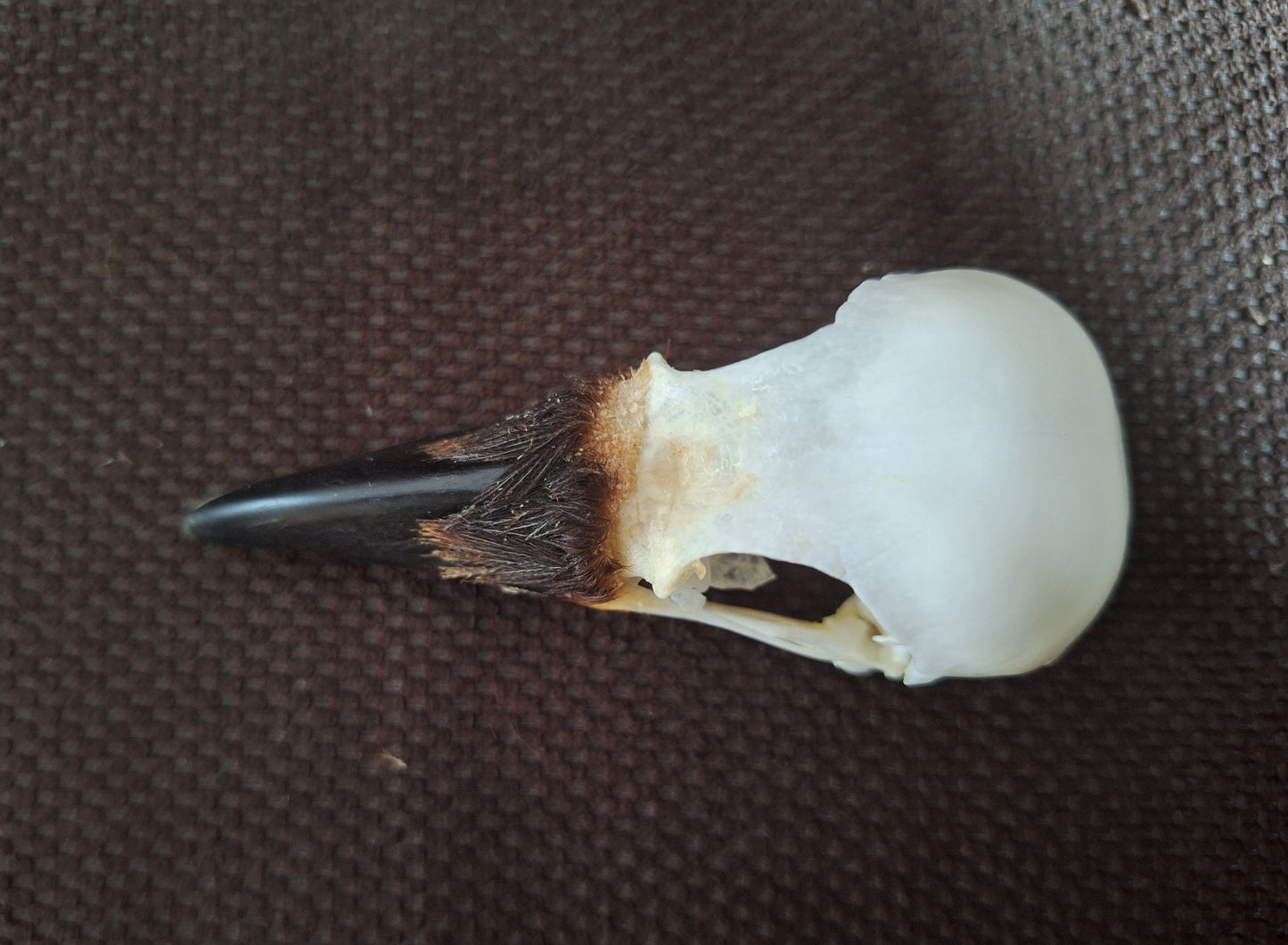 Crow skull #35