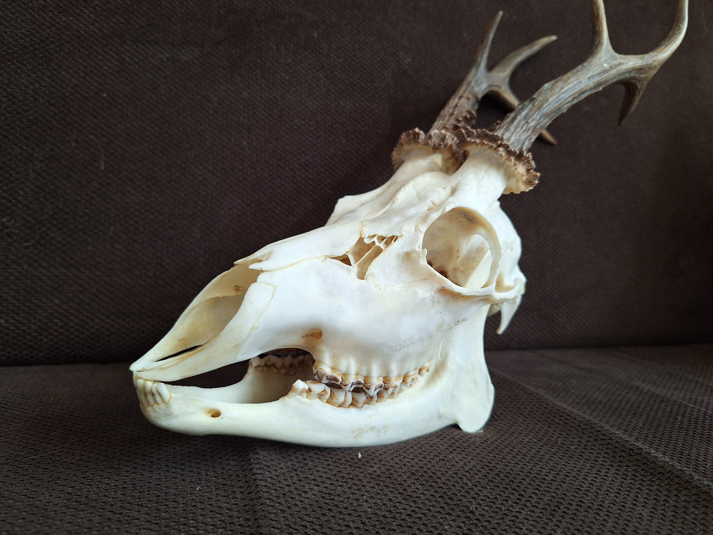 Roe buck skull #2
