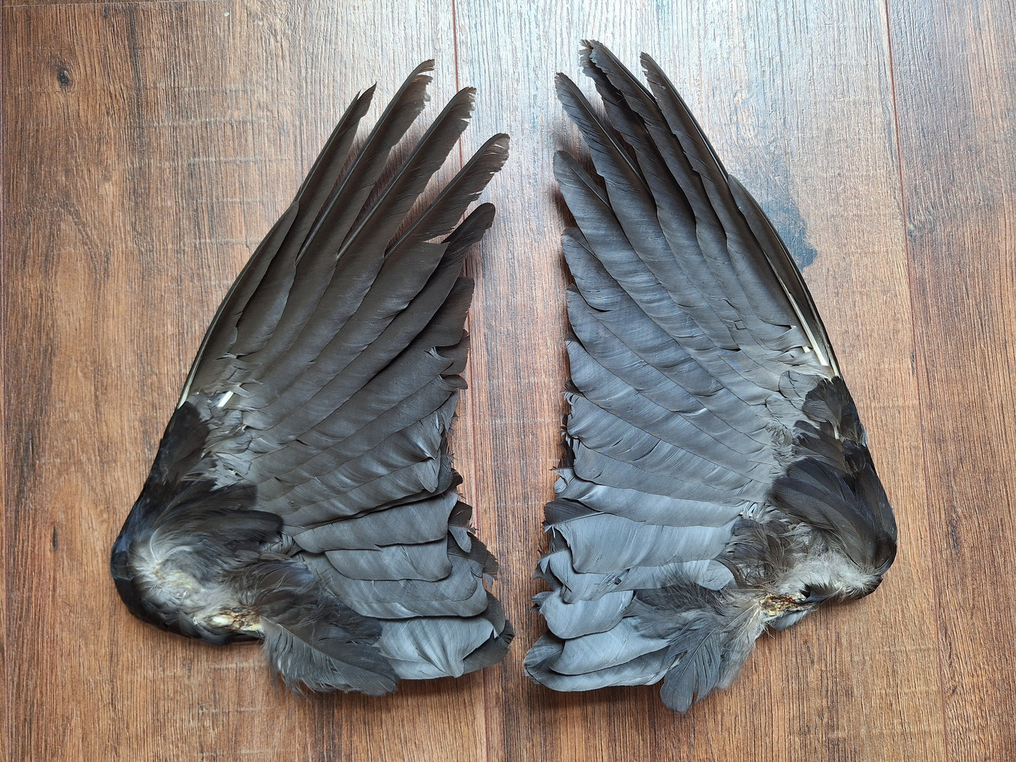 Crow set of wings #32