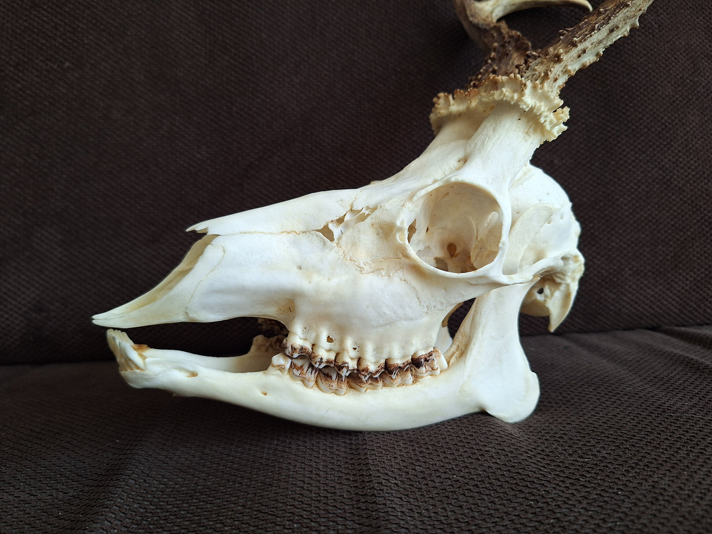Roe buck skull #3