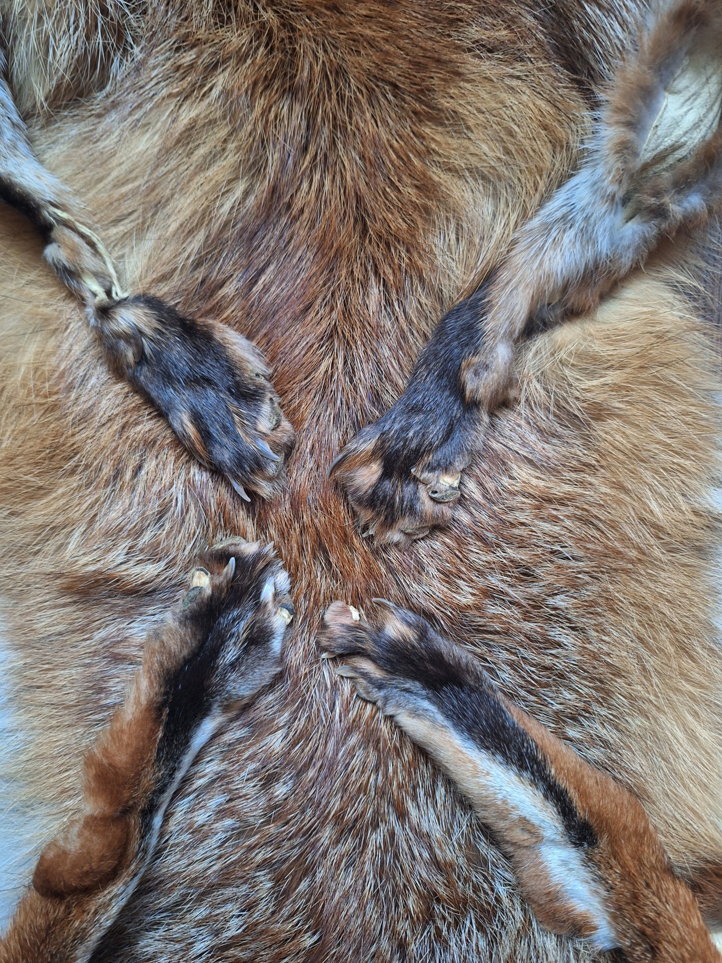Red fox hide #32, B-quality