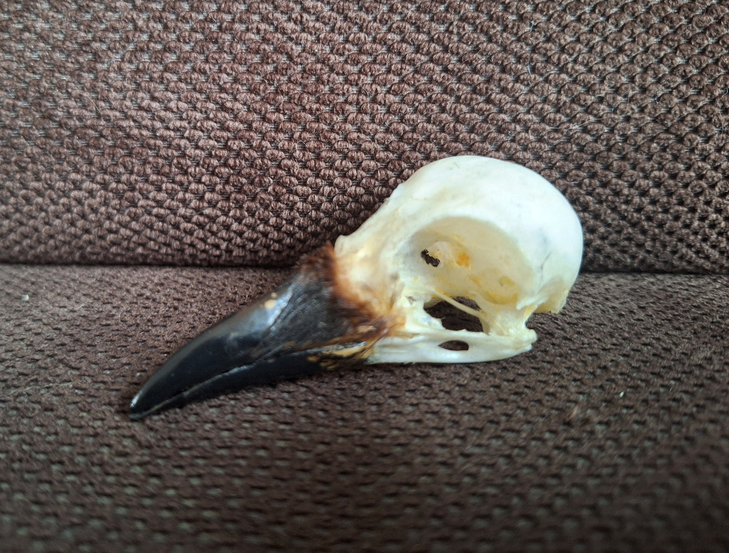 Jackdaw skull #7