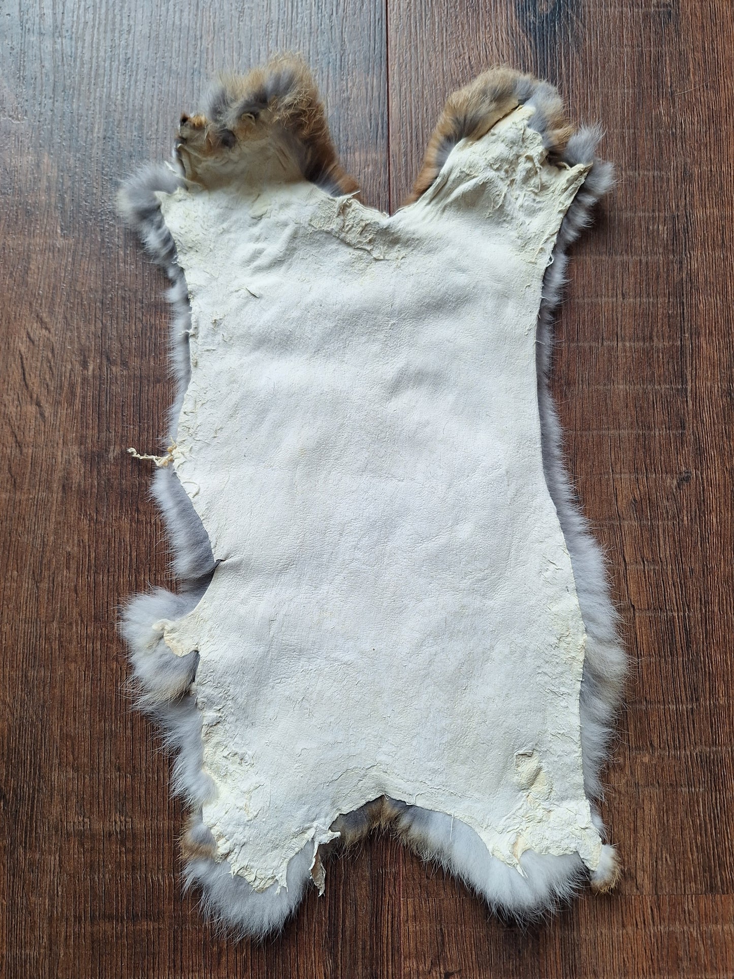 Rabbit hide #7