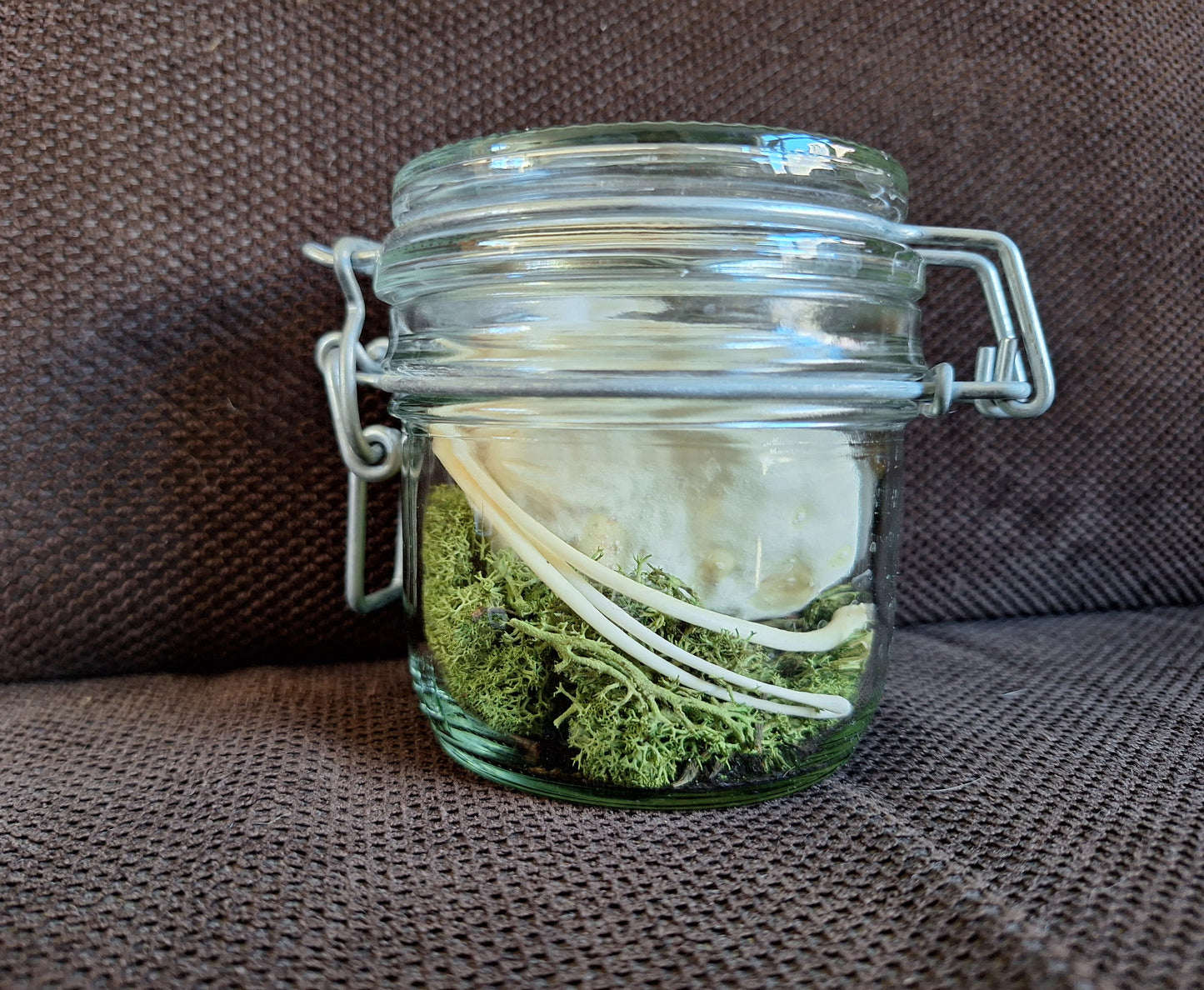 Snake set in glass jar