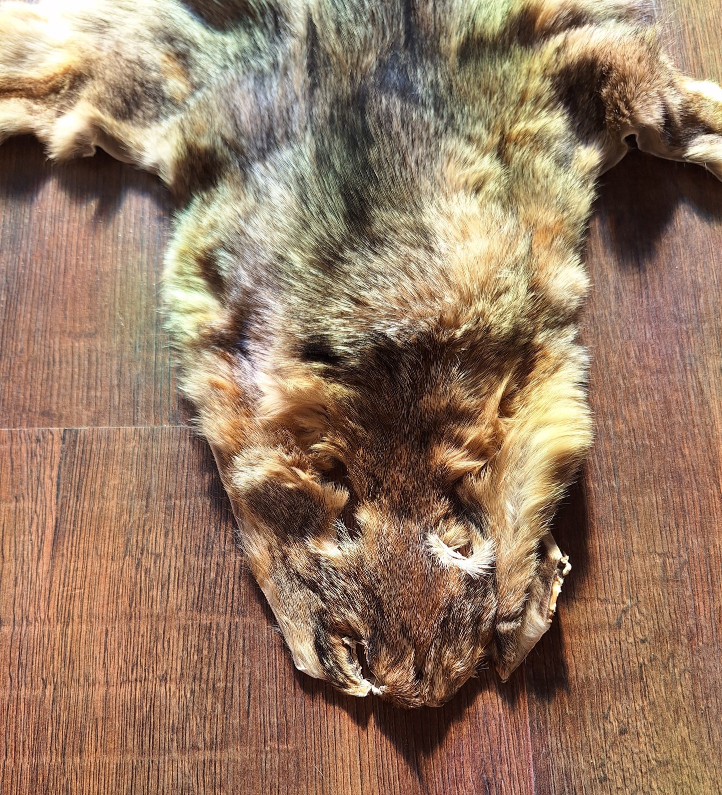 Cape fox hide #3