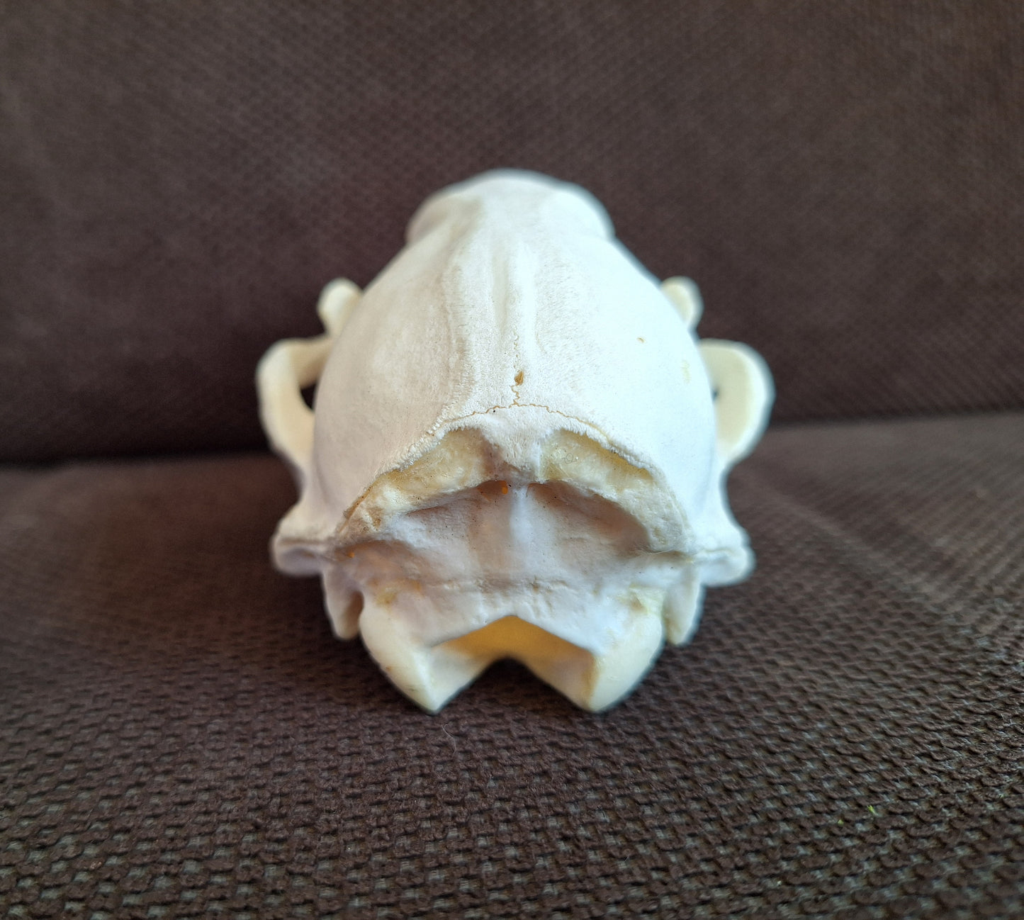 Racoon skull #3, B-quality