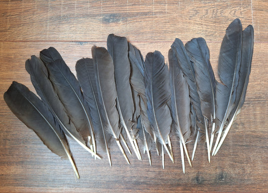 Crow feathers, set of 20