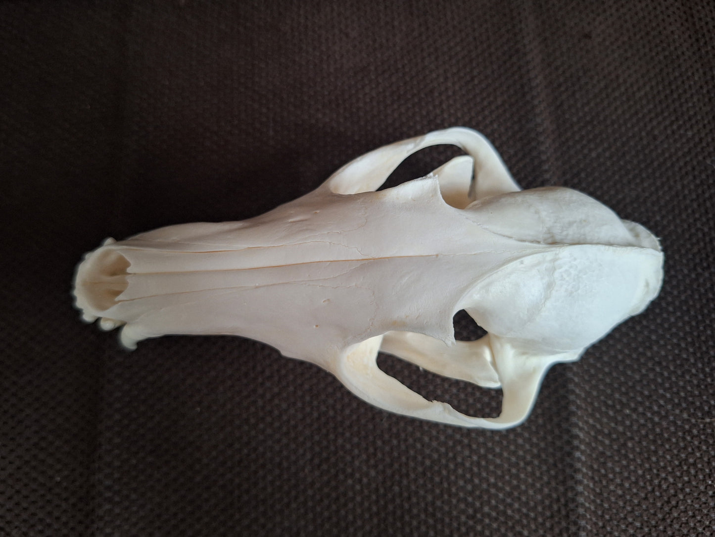 Fox skull #23