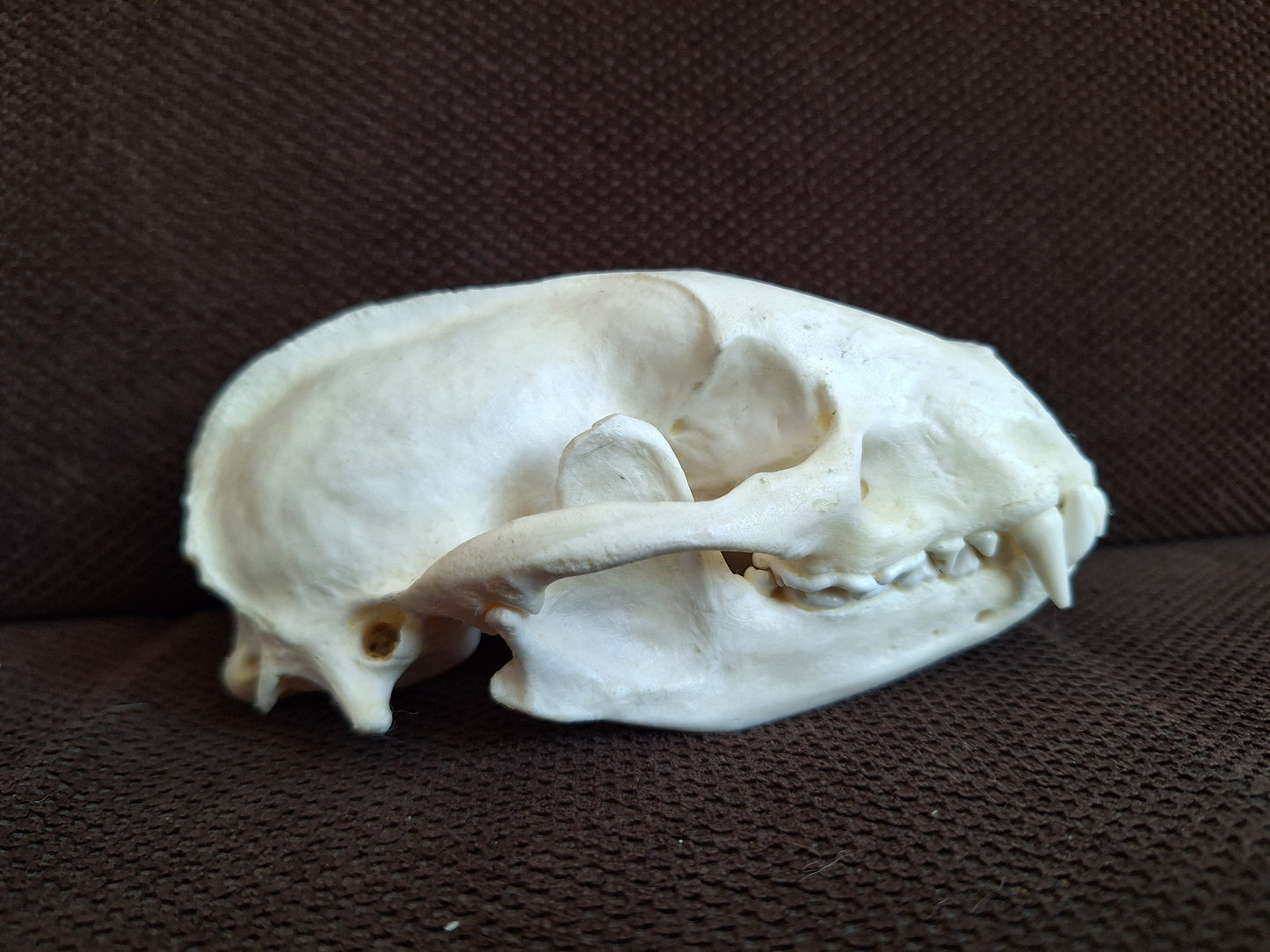Badger skull #7
