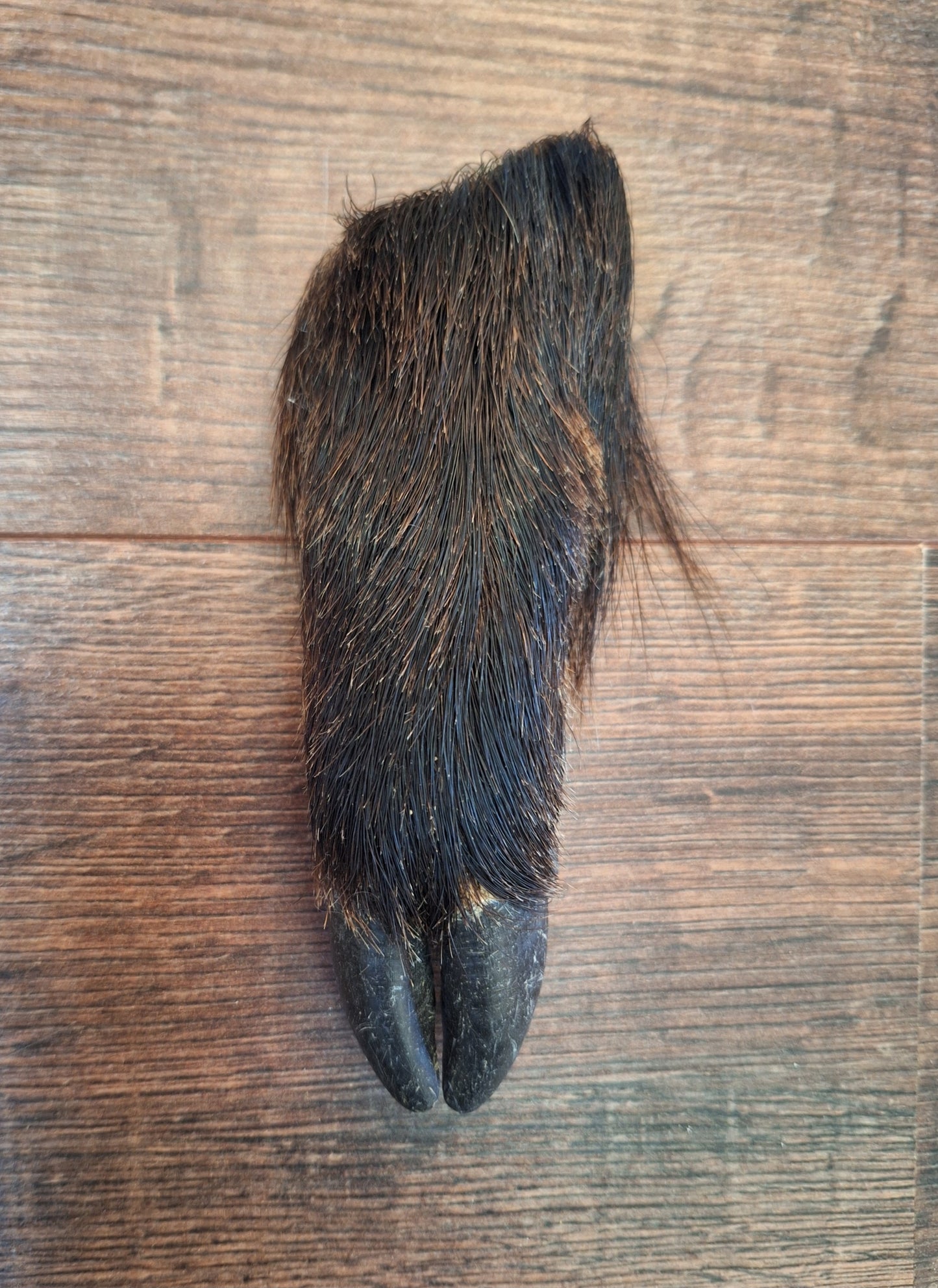 Wild boar lower legs