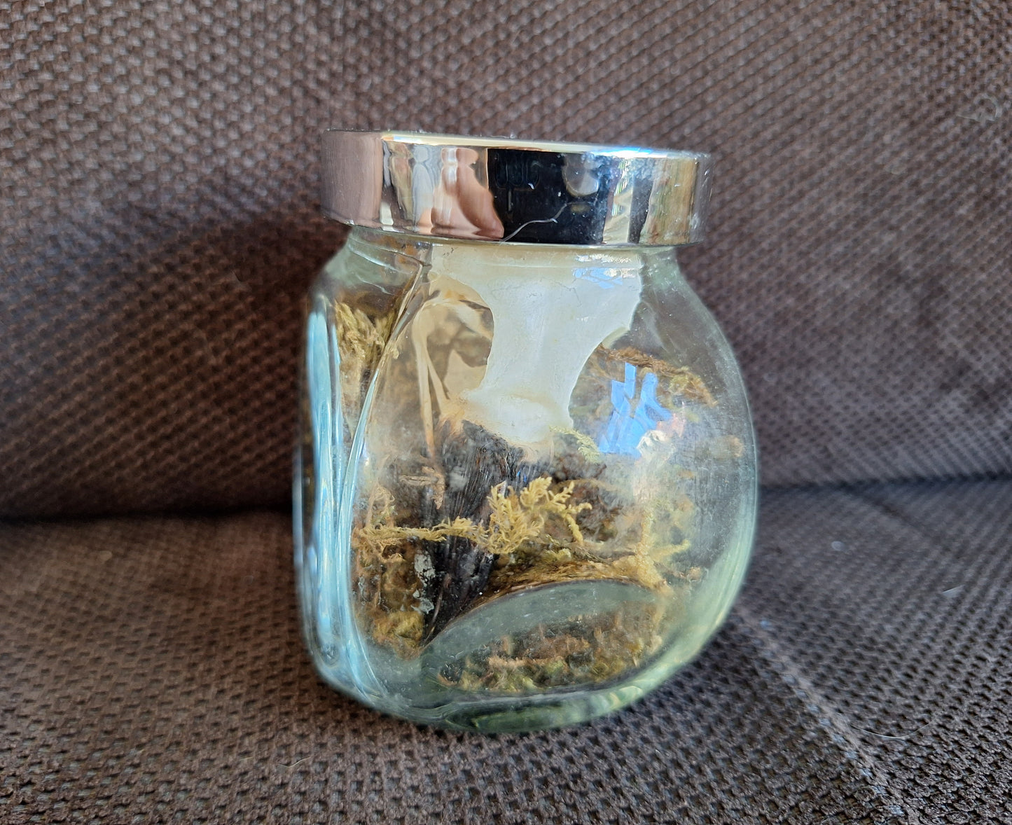 Jackdaw skull in glass jar