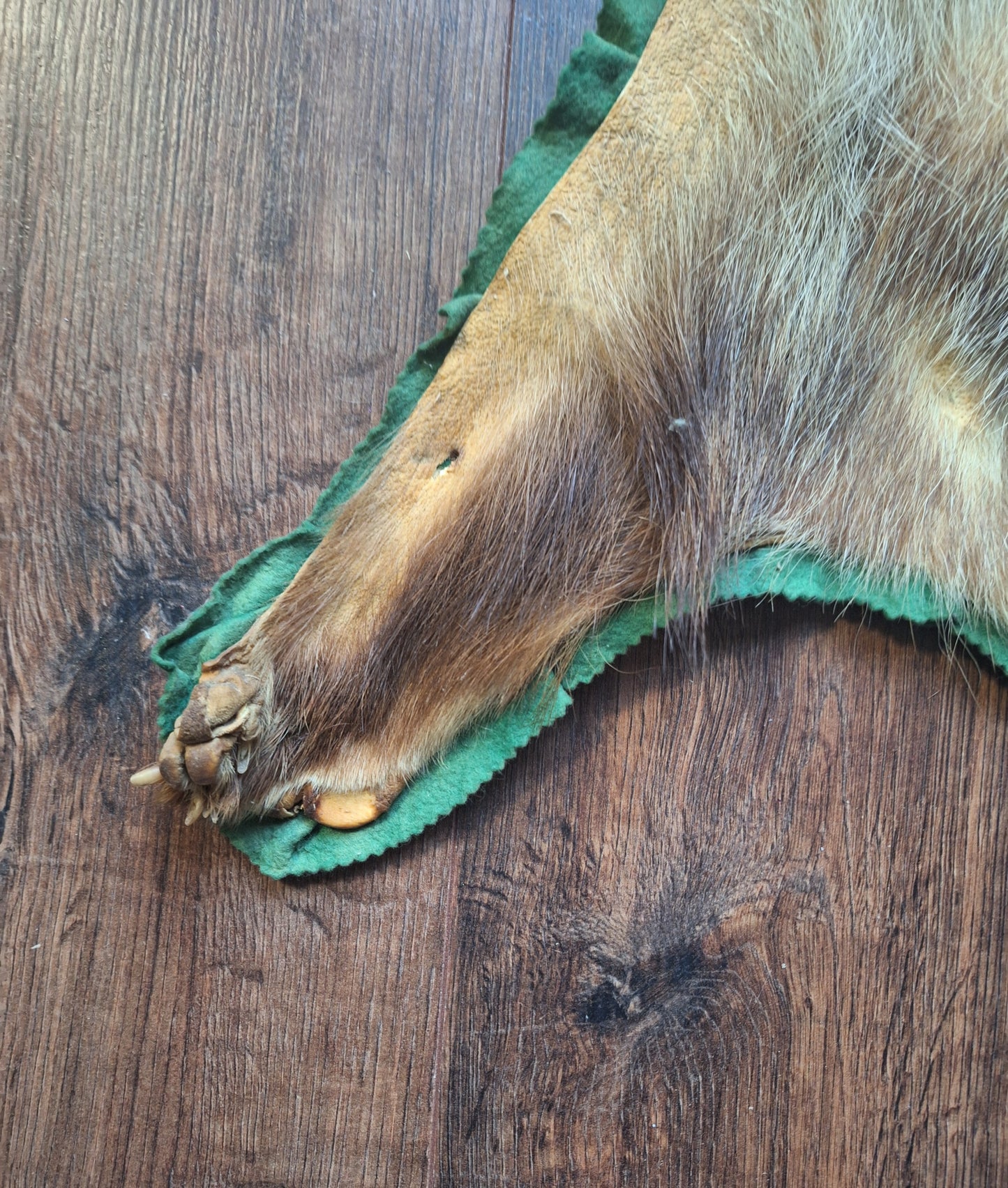 Vintage badger hide preparation