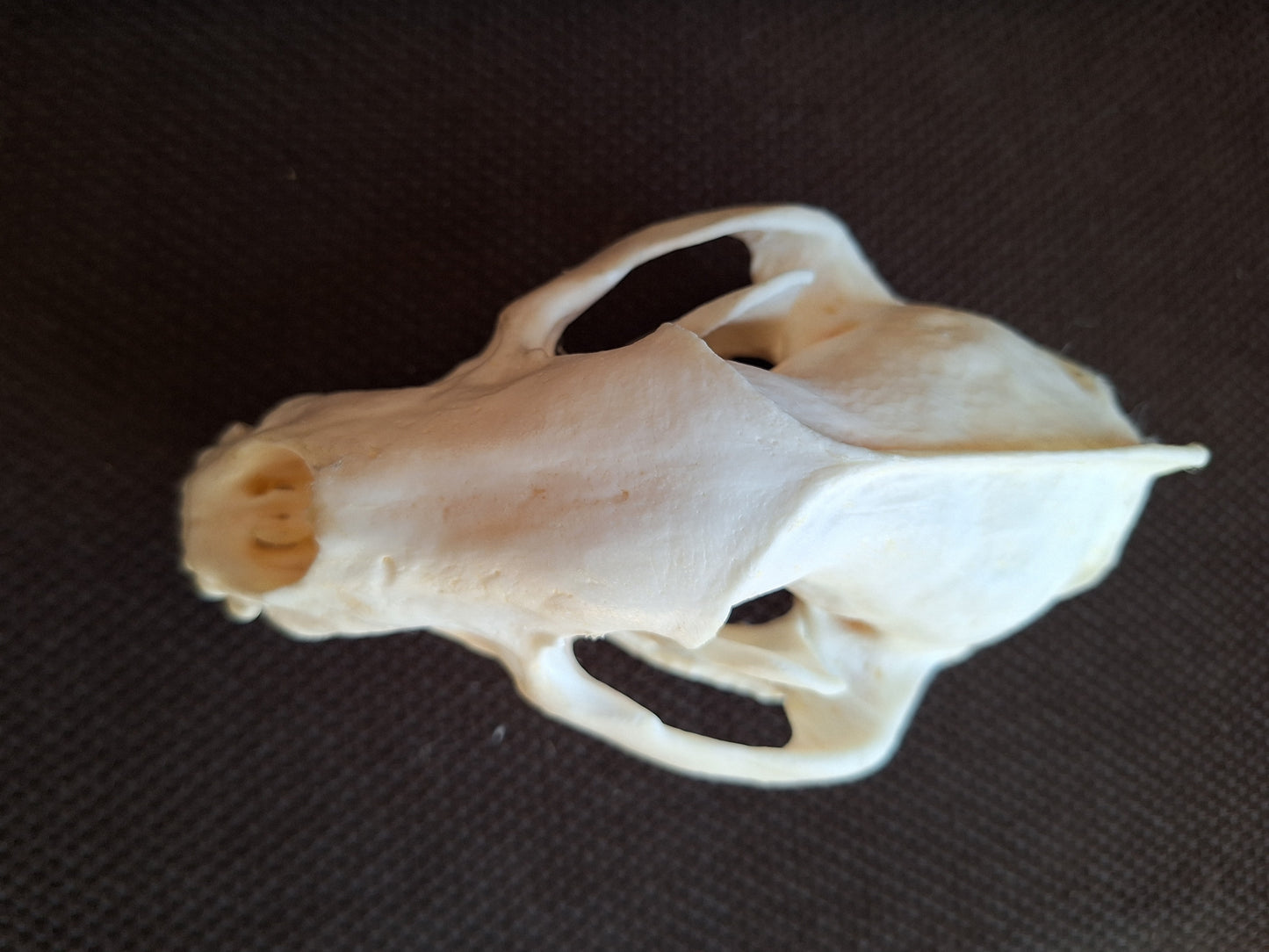 Badger skull #9