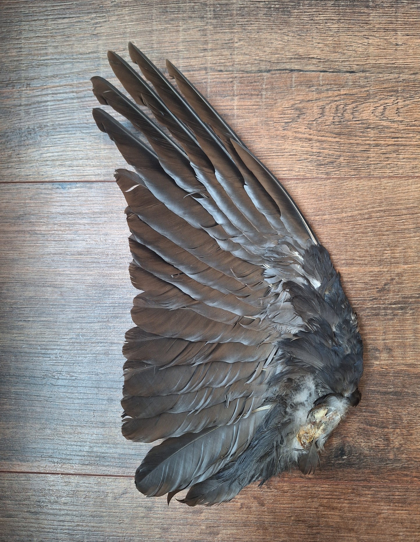 Crow single wing #45