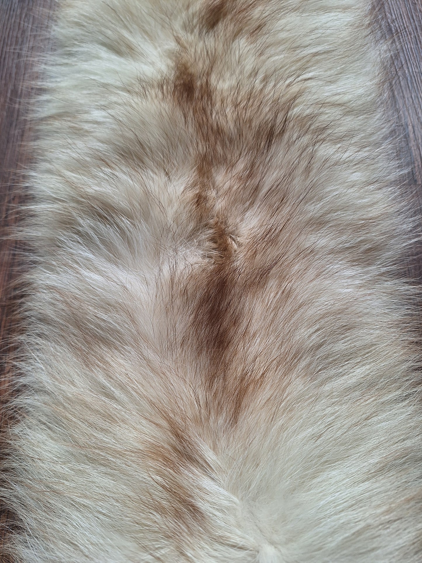 Red fox hide, light color mutation