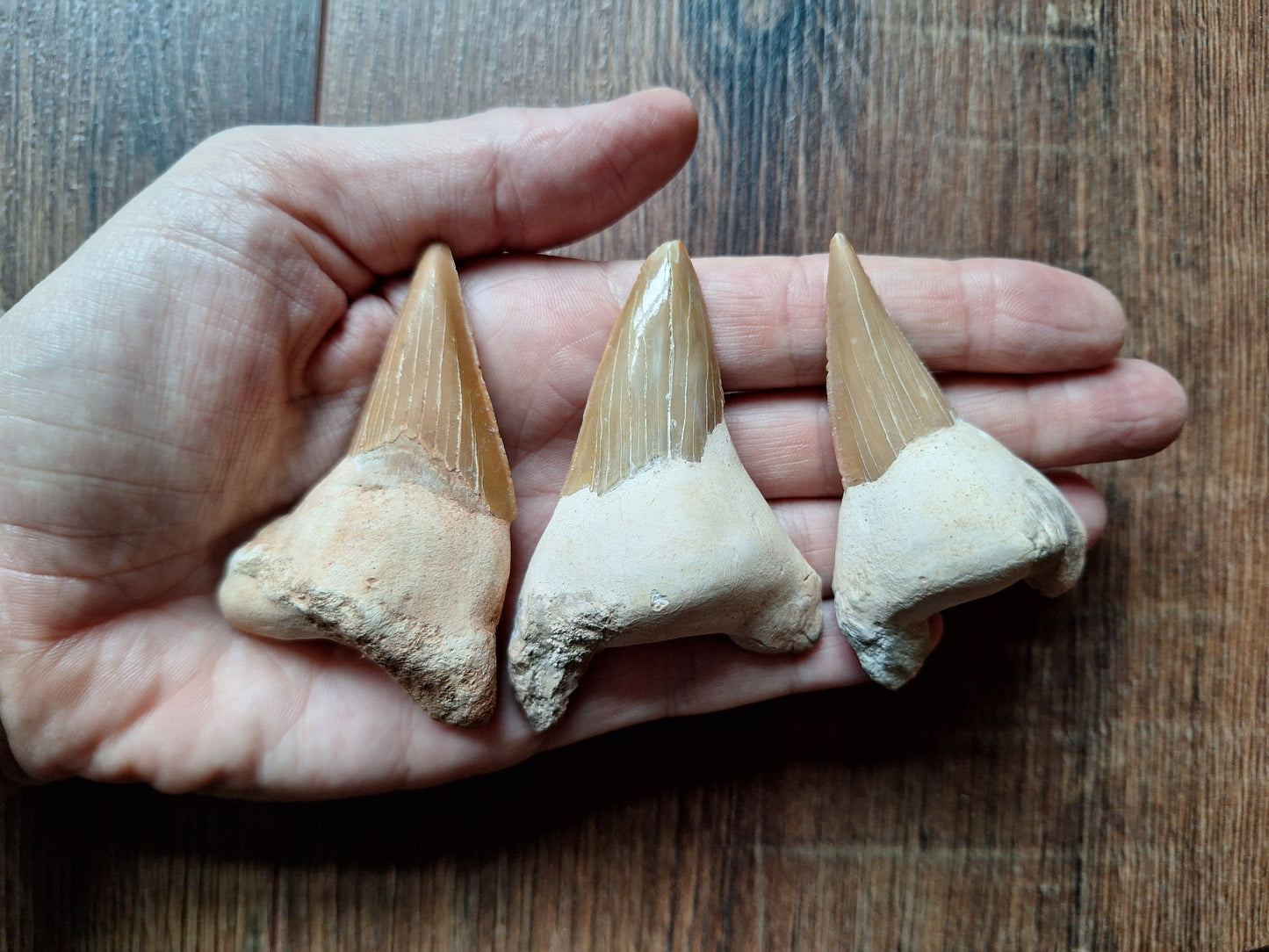 Fossilized shark teeth, large