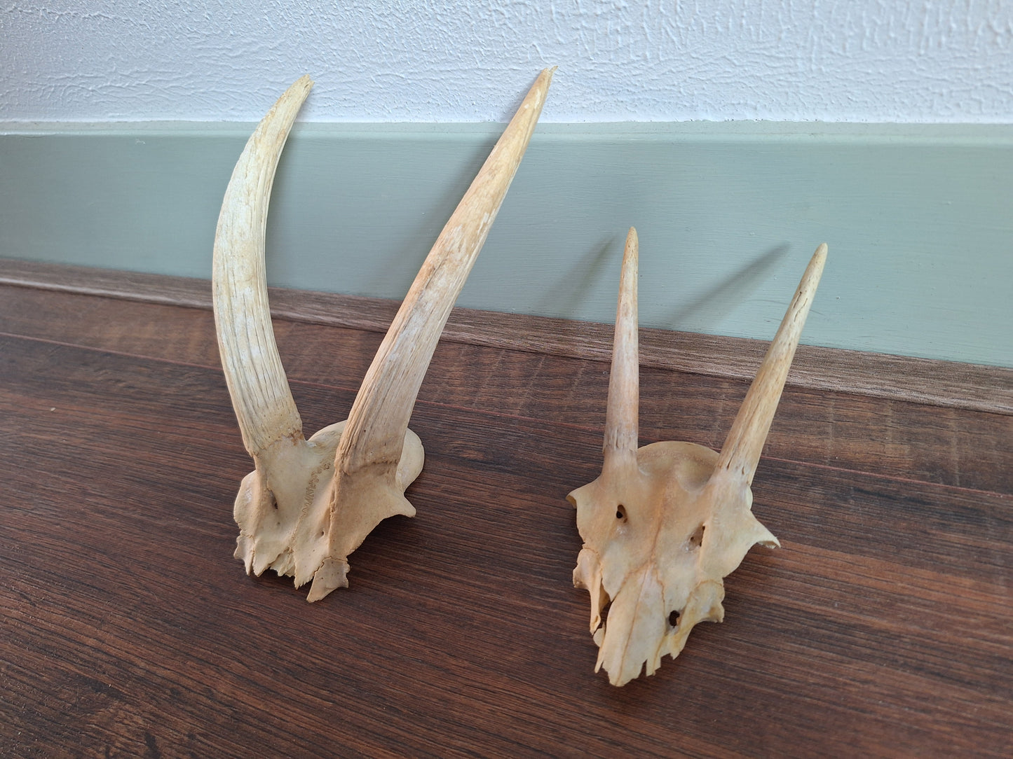 Dorcas gazelle skull cap